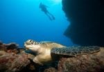 Experience: 640x450_SSZLP_diving_with_turtle_140x87