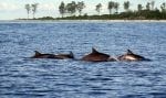 Bird Island activities: Dolphins-off-Bird-Island