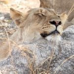 Wildlife: Dozing-370×370