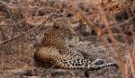 Wildlife: Leopardess