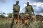 Other activities: Snifferdogs02-1030×687