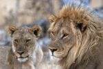 DAY 8.: Lions at Goas waterhole, Etosha National Park, Namibia