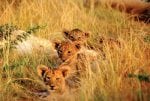 DAY 1.: lion_cubs