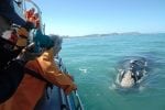Grootbos Whale watching: pic152132-activity-whale-watching