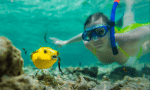 Bird Island activities: snorkla