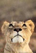 DAY 6.: thanda-lioness-copyright-christian-sperka-20130904-cs3-78561.jpg.1024×0