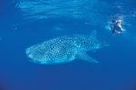 Pole Pole : whaleshark-swim-small