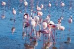 DAY 7.: Group of pink flamingos on the sea at Walvis Bay, the atlantic coast of Namibia, Africa.