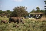 DAY 2.: Elsas-Kopje-activities-game-drive-rhino-sanctuary-white-rhino-with-baby-5