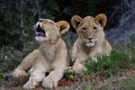 lioncubs_3
