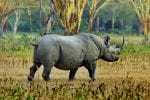 Wildlife: Highlands-Ngorongoro-rhino-sighting