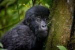 Mountain gorilla infant