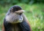 Day 3. : Portrait of golden monkey
